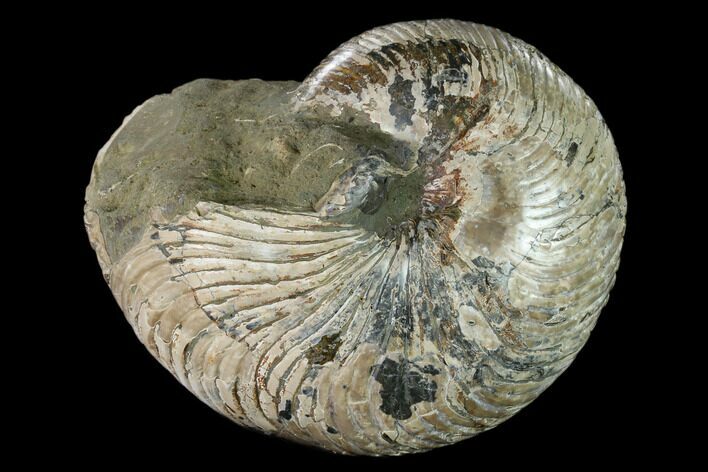 Polished Fossil Nautilus (Cymatoceras) - Madagascar #157823